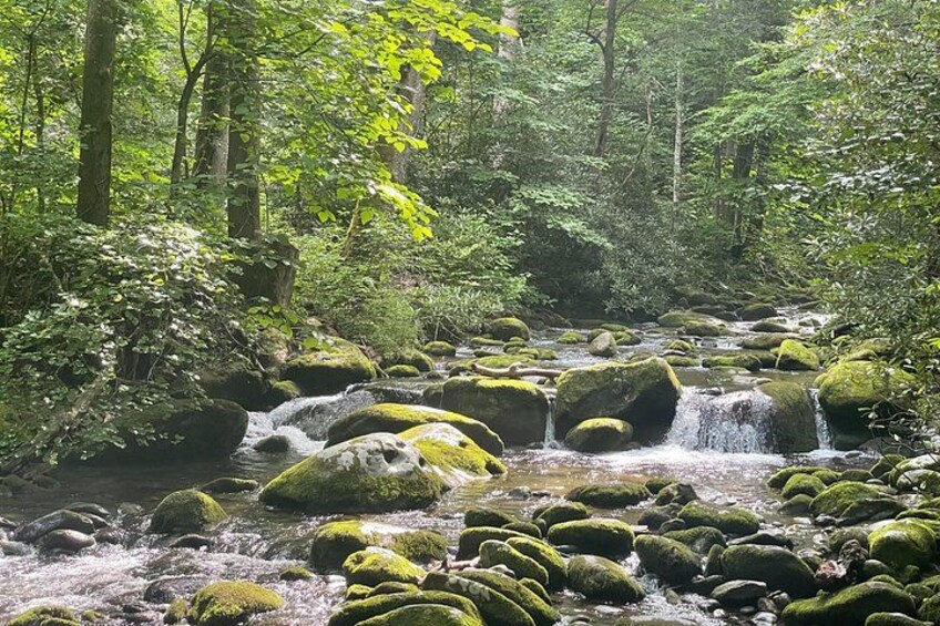 Un ruisseau bordé d’une forêt, avec des rochers couverts de mousse et une eau qui coule. 1