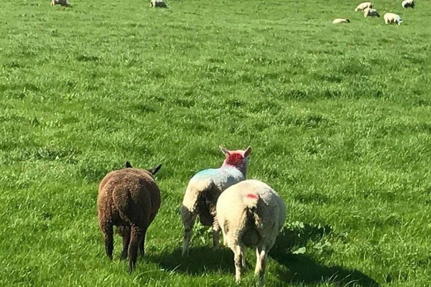Our Multi Coloured sheep 3