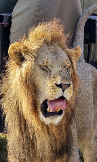 A lion with a partially open mouth and a visible tongue, standing in a natural setting with a person in the background. 2