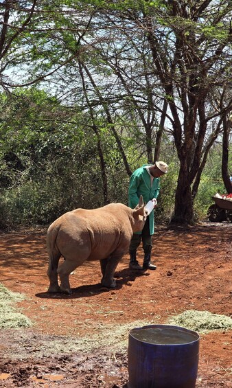 Picture 28 for Activity Nairobi: Private Safari, Elephant Orphanage & Giraffe Centre 2