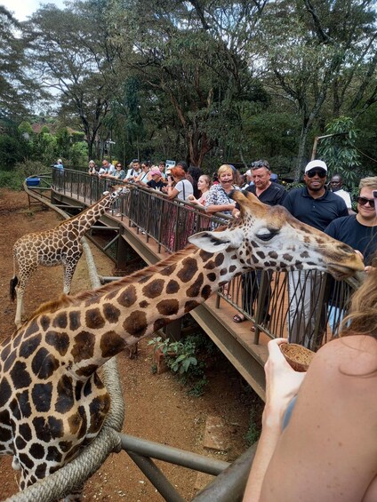 Picture 31 for Activity Nairobi: Private Safari, Elephant Orphanage & Giraffe Centre 4