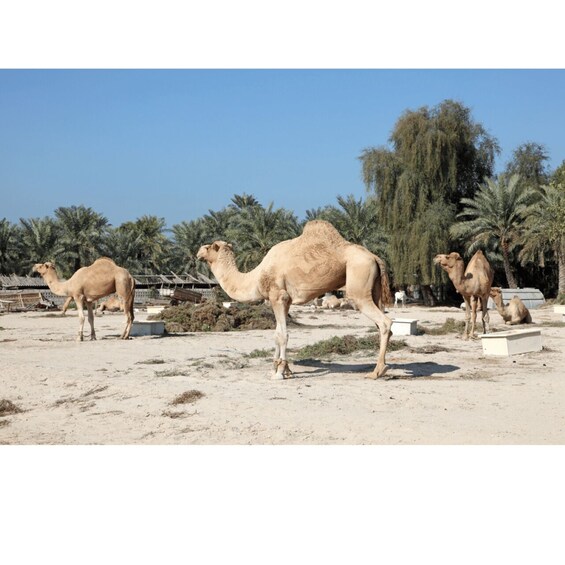 Picture 5 for Activity Manama: Bahrain City and Desert Tour with Transfers 5