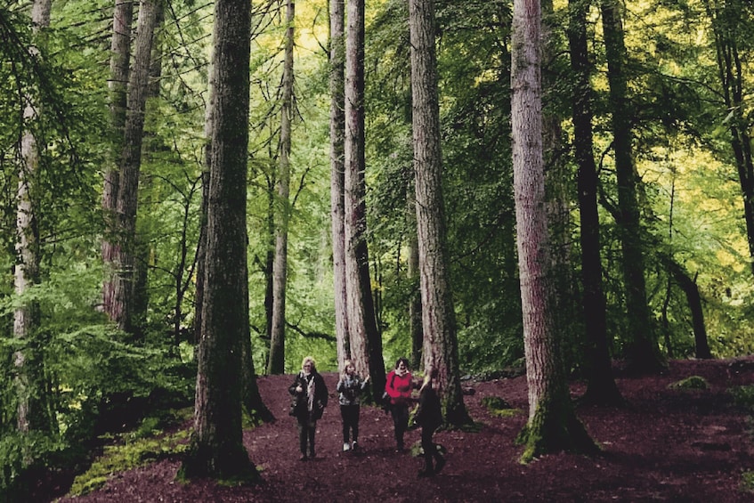 A group of people walking through a dense forest with tall trees and a ground covered in fallen leaves. 2