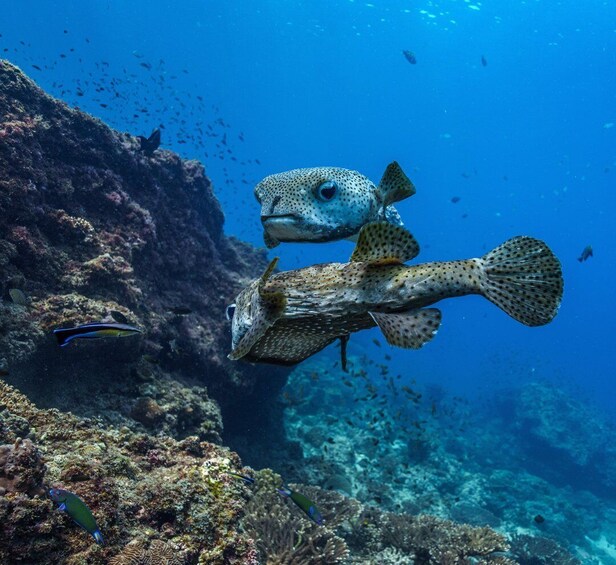 Un grand poisson tacheté nageant près d’un récif corallien. 2