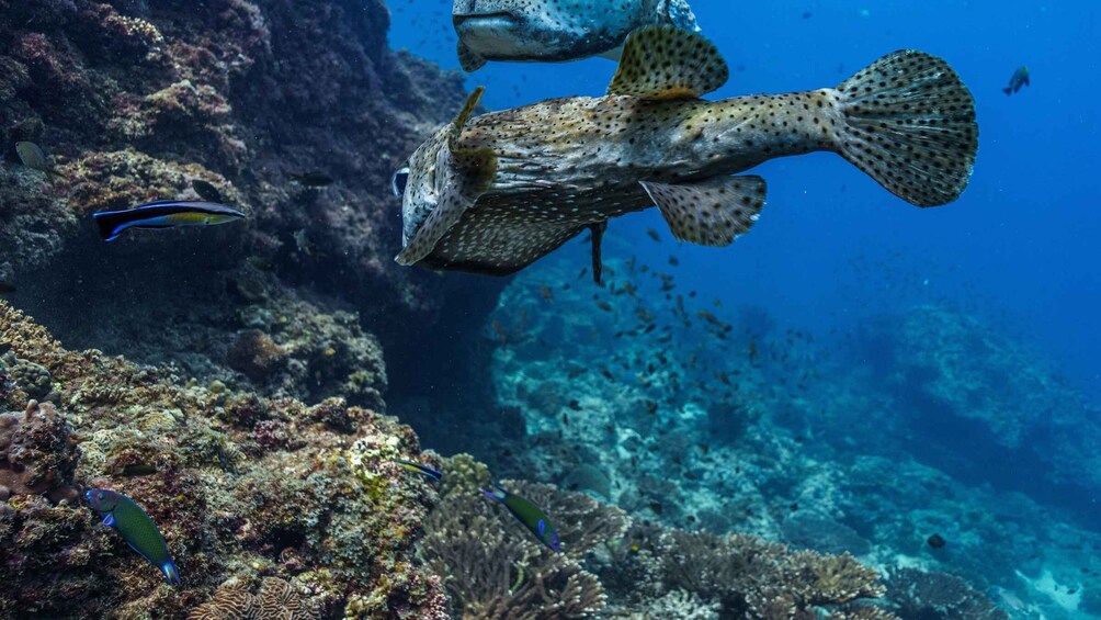 Picture 6 for Activity Muscat: Daymaniyat Islands Snorkeling Trip + BBQ-style Lunch 2