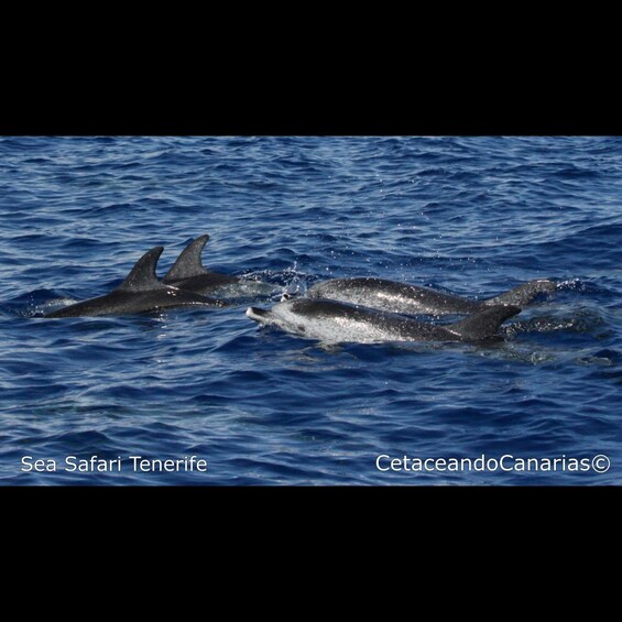 Picture 12 for Activity Puerto Colon: Dolphin and Whale Watching Speedboat Tour 5