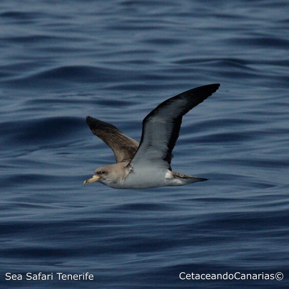 Picture 15 for Activity Puerto Colon: Dolphin and Whale Watching Speedboat Tour 3