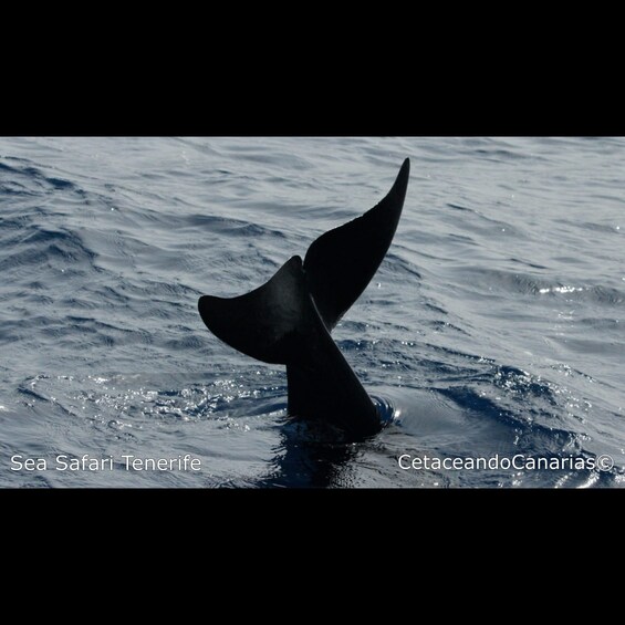 Picture 11 for Activity Puerto Colon: Dolphin and Whale Watching Speedboat Tour 2