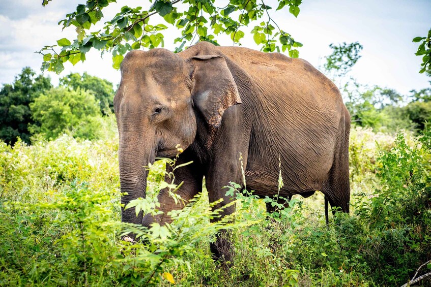 Picture 1 for Activity From Bentota: Udawalawe National Park Elephant Jeep Safari 4