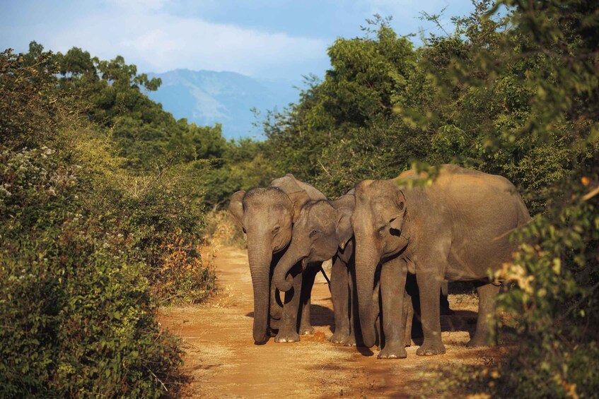Picture 3 for Activity From Bentota: Udawalawe National Park Elephant Jeep Safari 5