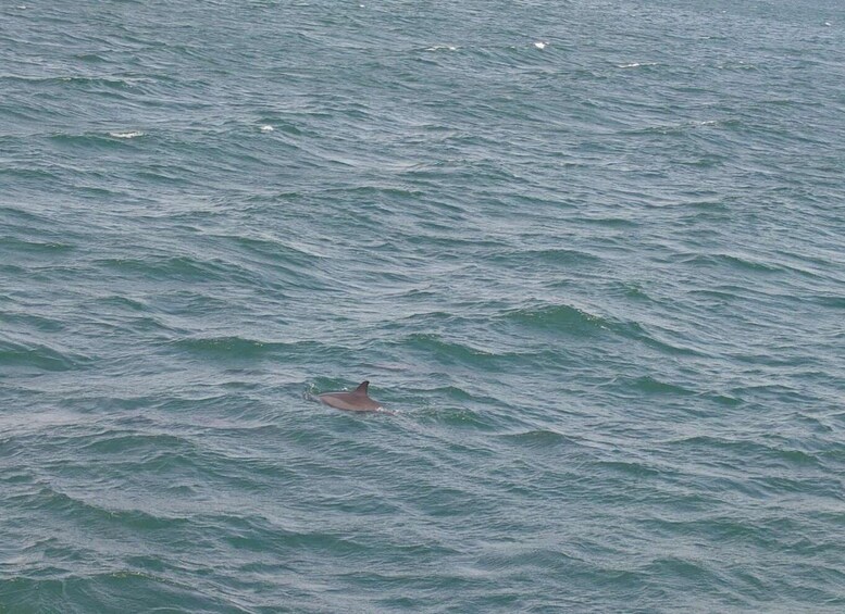 Picture 6 for Activity Whale Watching in a yacht in Trincomalee 4