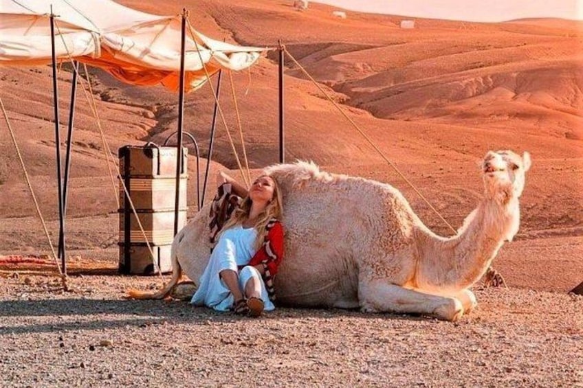 Agafay Desert Dinner Show with Quad Bike and Sunset Camel Ride 2