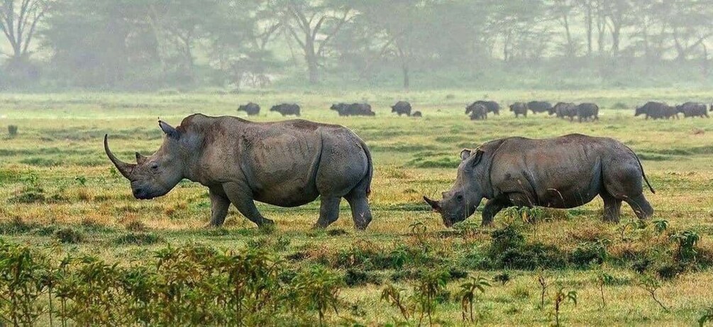 Two rhinoceroses in a grassy field with trees in the background. 2