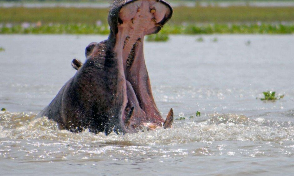 Picture 36 for Activity From Nairobi: 2-Day Naivasha Safari with Accommodation 2