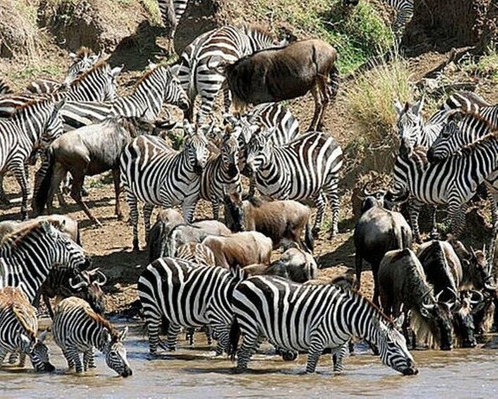 A herd of zebras and wildebeests by a water source. 3