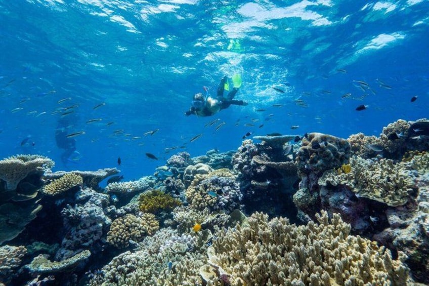An underwater scene with a diver, coral formations, and fish. 4