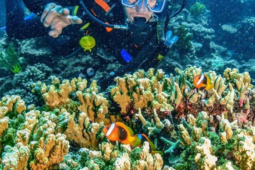Buceador con máscara y aletas, arrecife de coral y dos peces payaso. 4