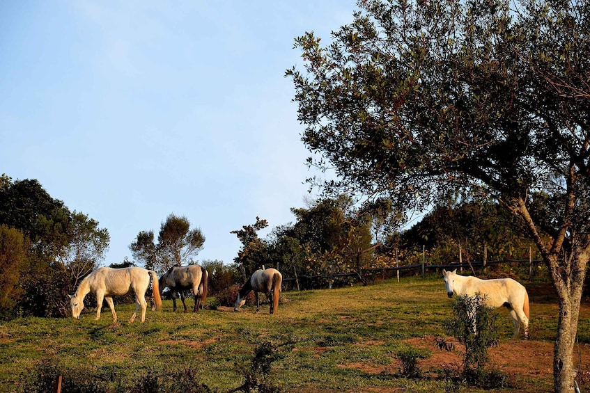 A group of horses grazing in a grassy field with trees in the background. 5
