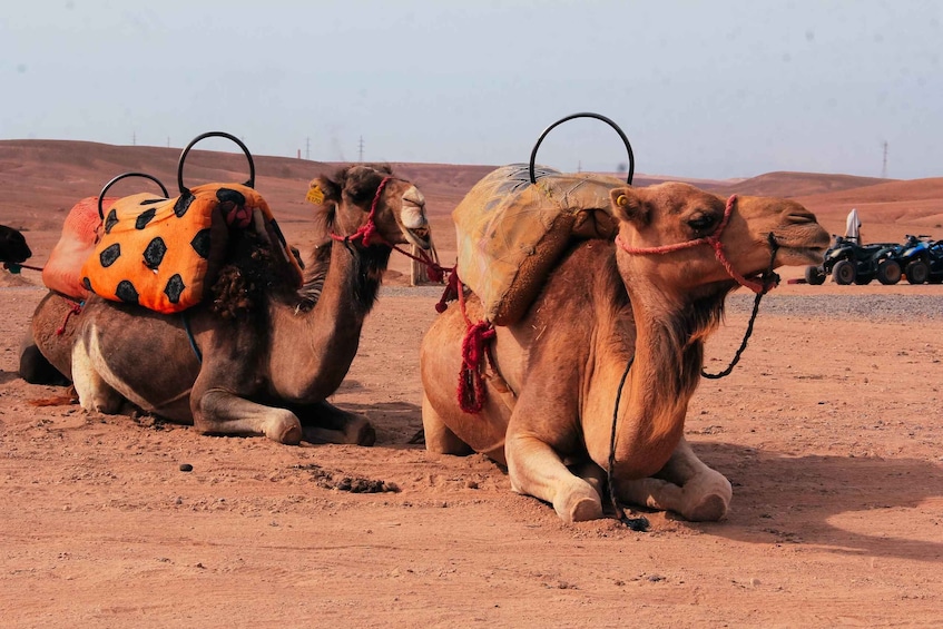 Two camels with saddles and bags in a desert landscape. 2
