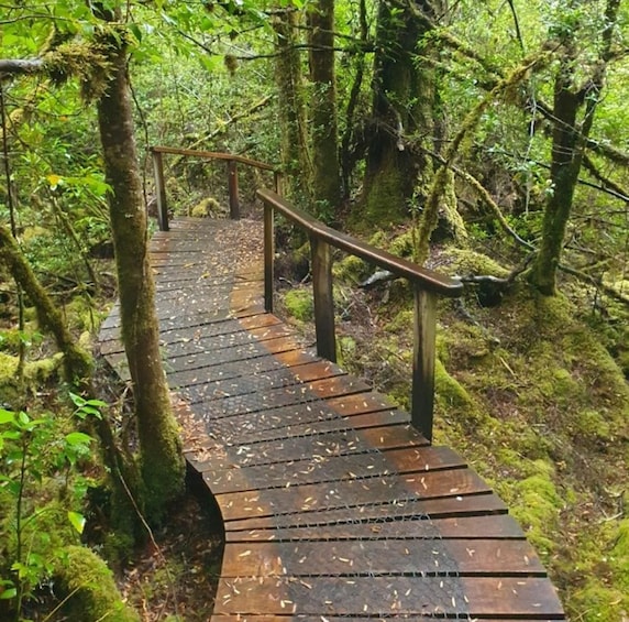 A wooden boardwalk with metal railings, surrounded by dense forest and moss-covered trees. 2