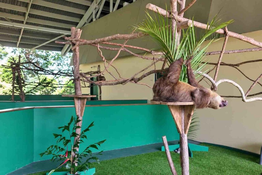 Picture 20 for Activity Panama: Monkey Island, Sloth Sanctuary and Panama Canal Tour 5