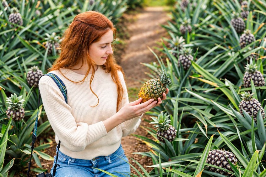 Picture 13 for Activity Ponta Delgada: Pineapple wine tasting and pineapple tour 2