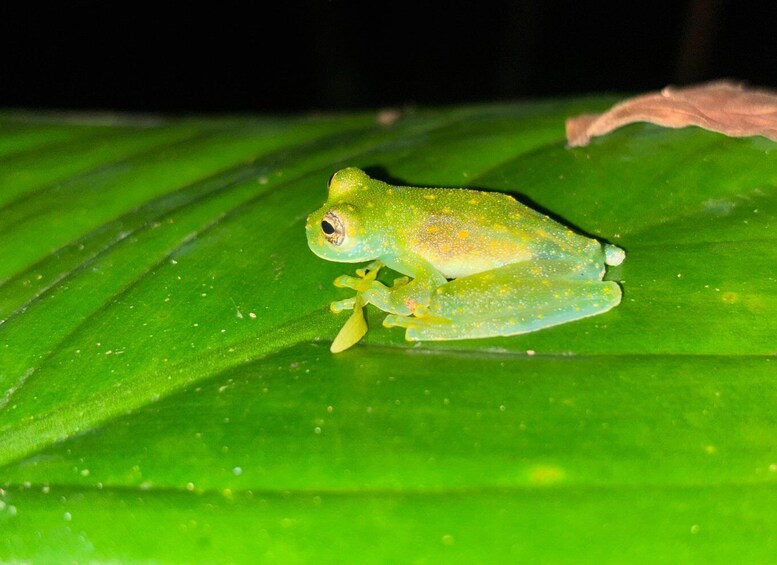Picture 27 for Activity La Fortuna Night Walk in a High Biodiversity Rainforest 1