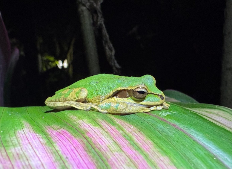 Picture 29 for Activity La Fortuna Night Walk in a High Biodiversity Rainforest 5