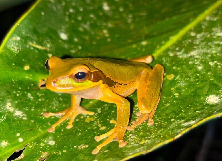 Picture 28 for Activity La Fortuna Night Walk in a High Biodiversity Rainforest 3