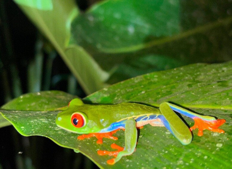 Picture 1 for Activity La Fortuna Night Walk in a High Biodiversity Rainforest 2