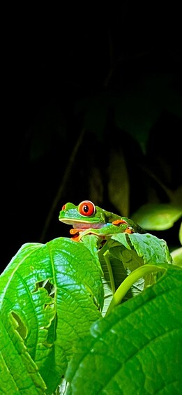 La Fortuna Night Walk in a High Biodiversity Rainforest 5