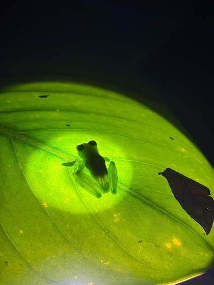 Picture 26 for Activity La Fortuna Night Walk in a High Biodiversity Rainforest 4