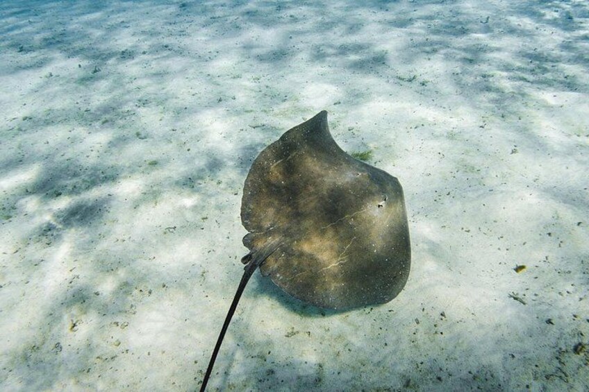 Bora Bora luxury half day private snorkeling lagoon tour 5