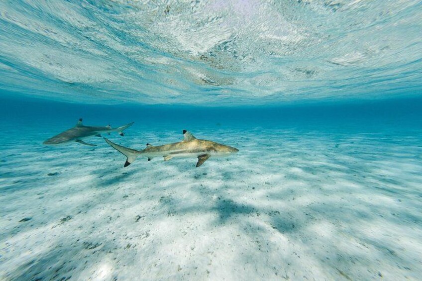 Bora Bora luxury half day private snorkeling lagoon tour 2