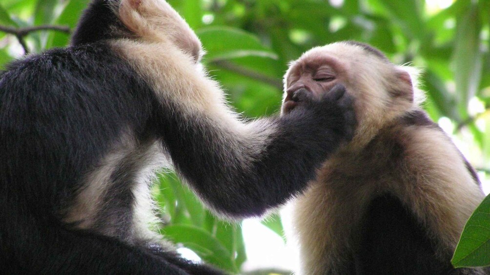 Quepos Costa Rica: Mangrove Monkey Tour 1