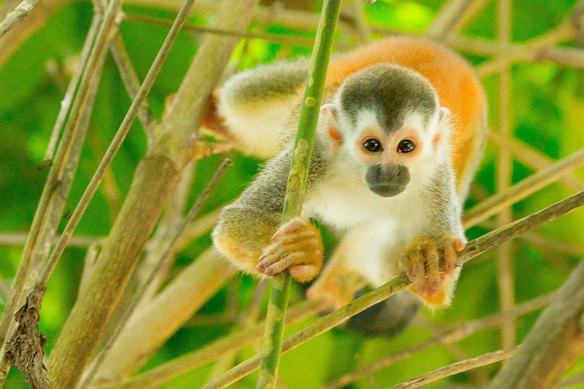 Picture 1 for Activity Quepos Costa Rica: Mangrove Monkey Tour 2