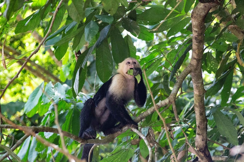 Picture 4 for Activity Quepos Costa Rica: Mangrove Monkey Tour 5