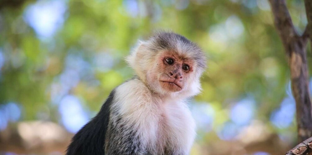 Picture 3 for Activity Quepos Costa Rica: Mangrove Monkey Tour 4