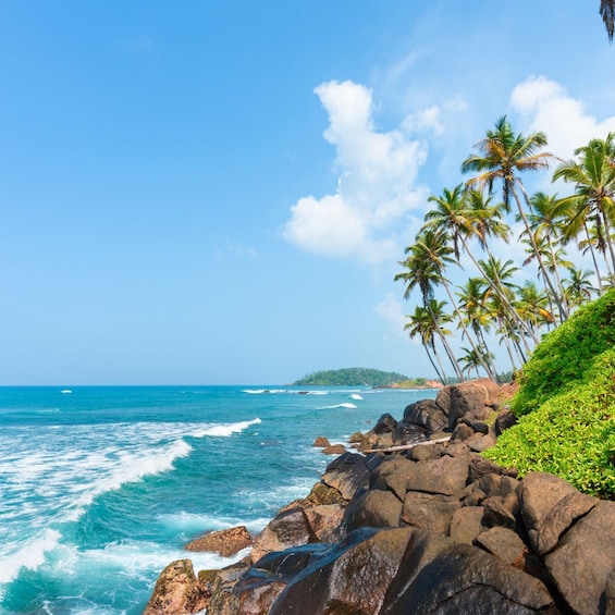 A rocky shoreline with palm trees and the ocean. 3