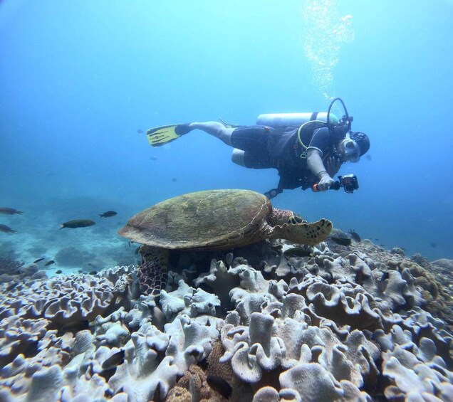 Un buceador con cámara y aletas nada cerca de un arrecife de coral con una tortuga marina. 2