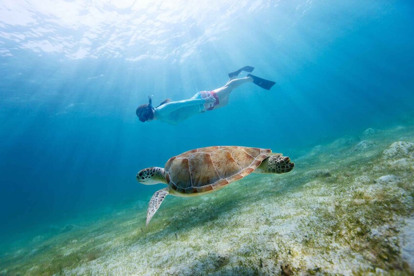 A diver and a sea turtle swimming underwater. 3