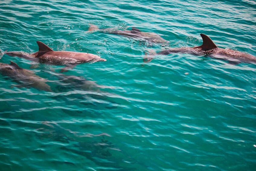 A group of dolphins swimming in clear turquoise water. 5