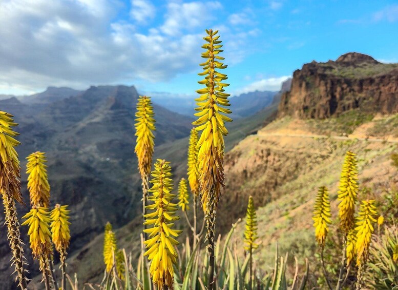 A mountain landscape with yellow flowering plants and a clear sky. 2