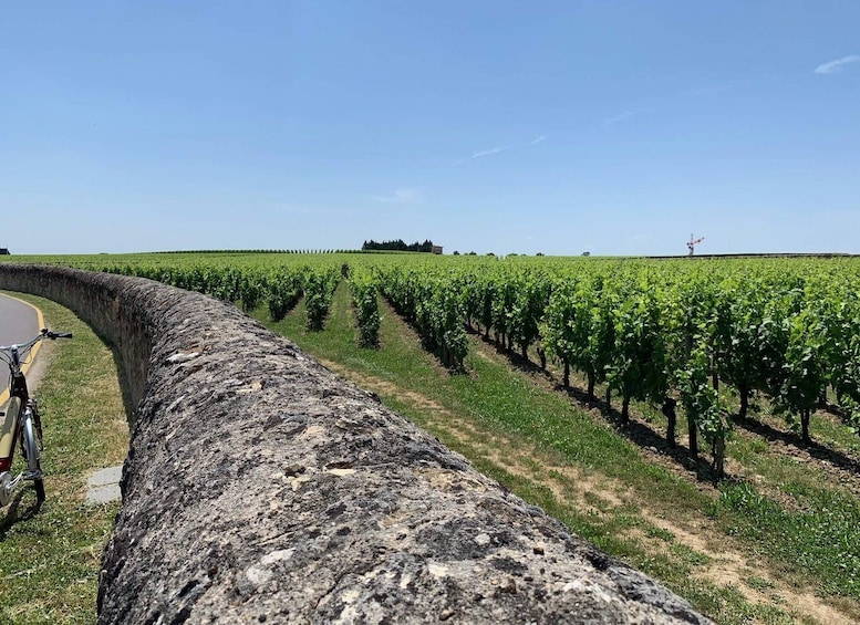 Picture 8 for Activity Saint Emilion Wine and Bike Tour 2