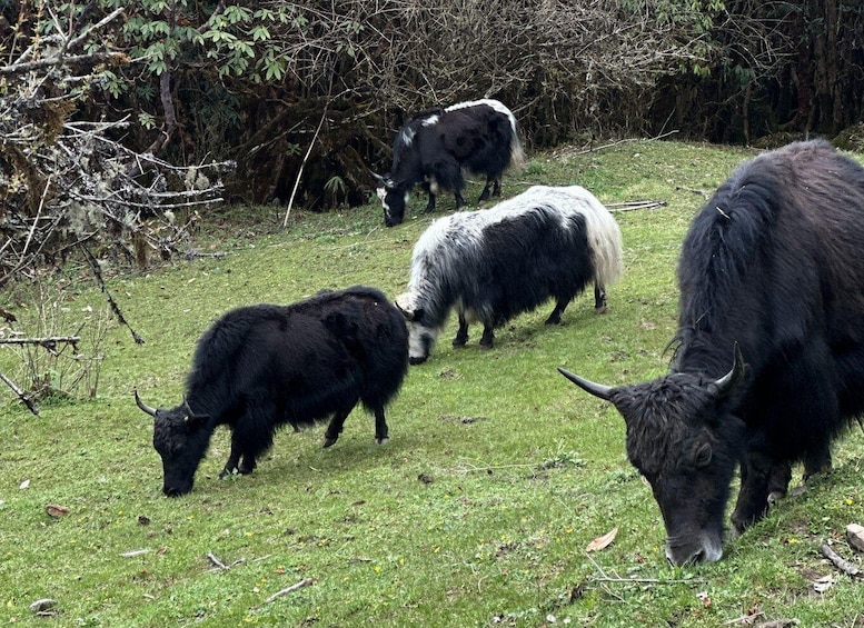 A herd of black and white cattle grazing in a grassy field with trees in the background. 4