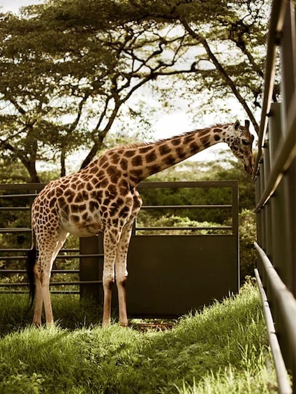 Picture 56 for Activity Karen Blixen, Beads Factory, Giraffe Center & Bomas Day Tour 3