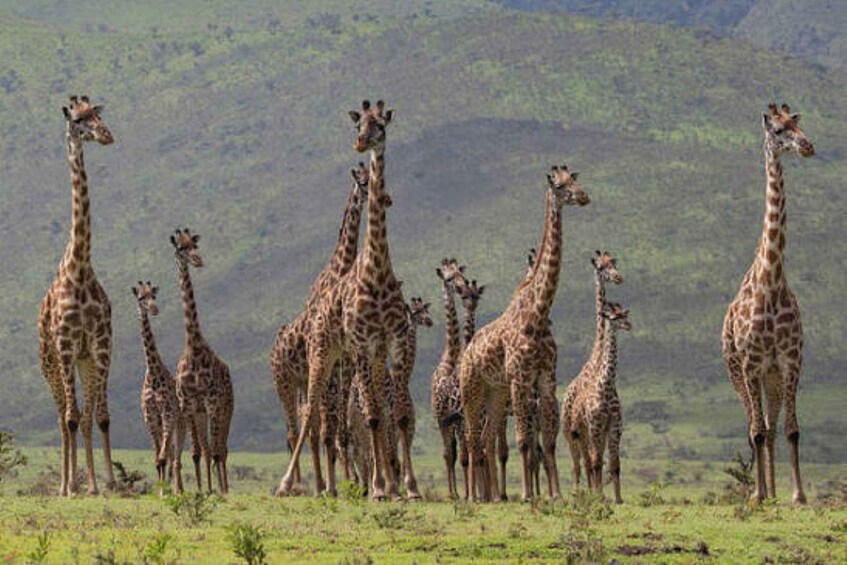 Picture 20 for Activity Karen Blixen, Beads Factory, Giraffe Center & Bomas Day Tour 4