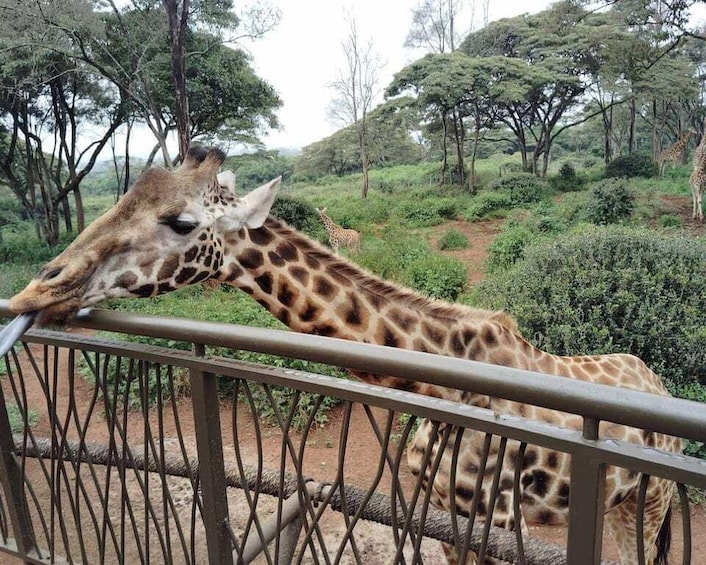 Picture 52 for Activity Karen Blixen, Beads Factory, Giraffe Center & Bomas Day Tour 4