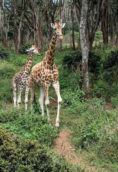 Picture 34 for Activity Karen Blixen, Beads Factory, Giraffe Center & Bomas Day Tour 5