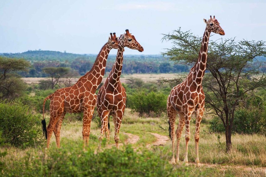 Picture 35 for Activity Karen Blixen, Beads Factory, Giraffe Center & Bomas Day Tour 2